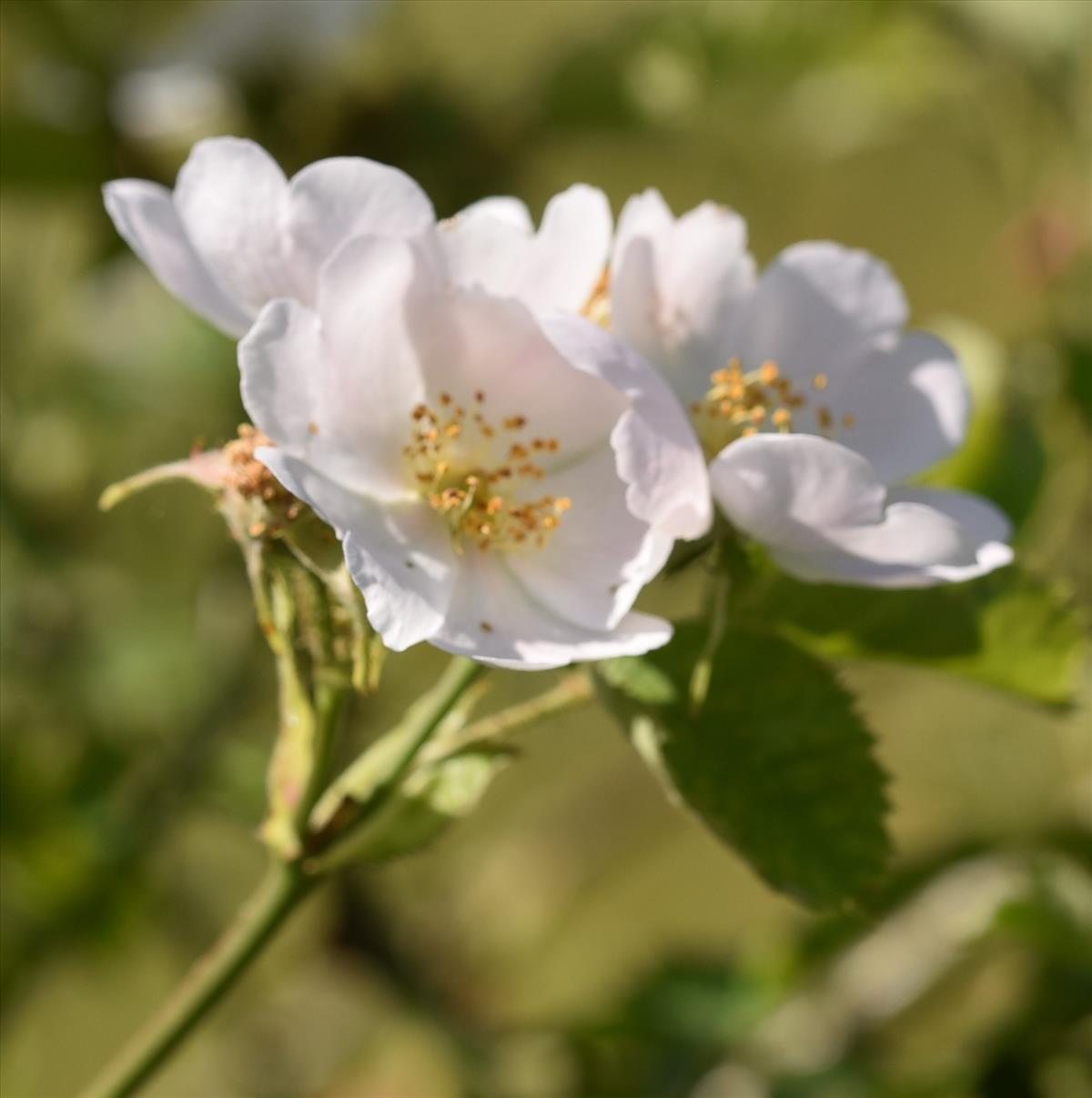 Rosa micrantha (door Jan Klinckenberg)